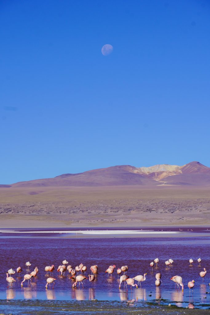 flamingo's laguna colorado bolivia
