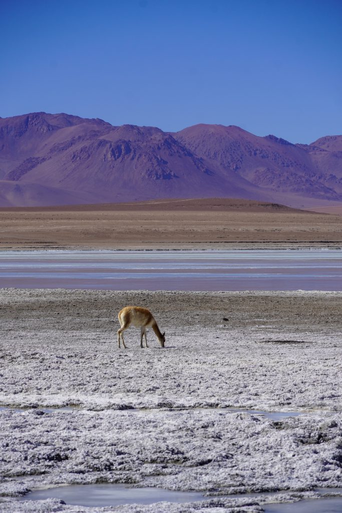 lama laguna colorado bolivia