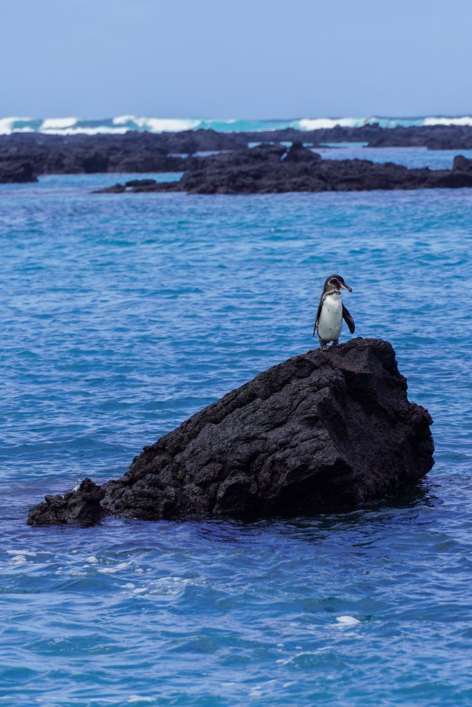 Pinguin Galapagos