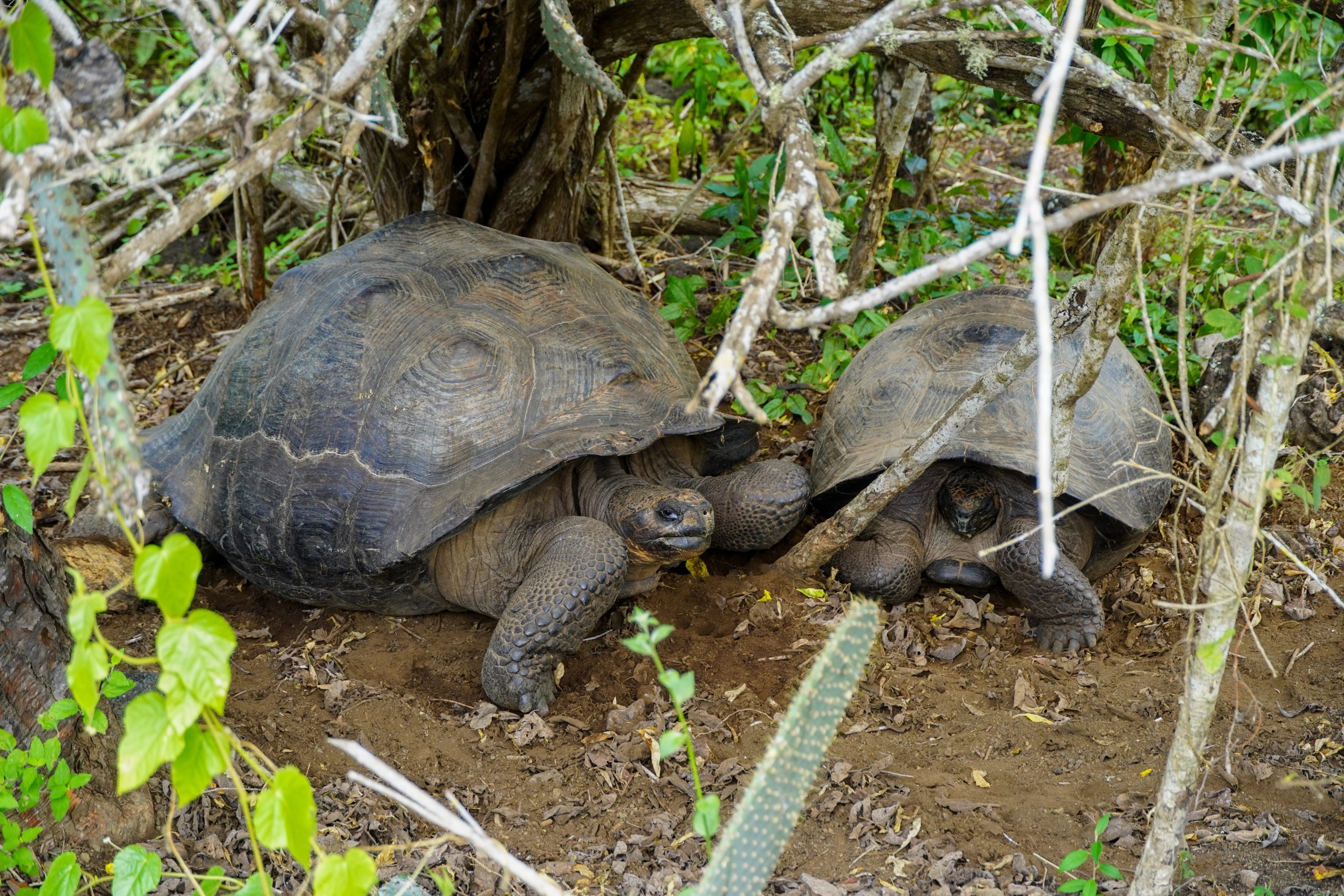 landschildpadden Isla Isabela, galapagos