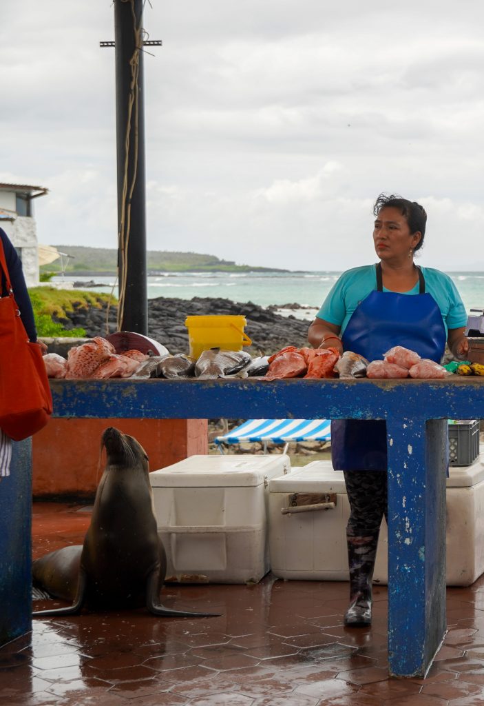 vismarkt Santa Cruz, Galapagos