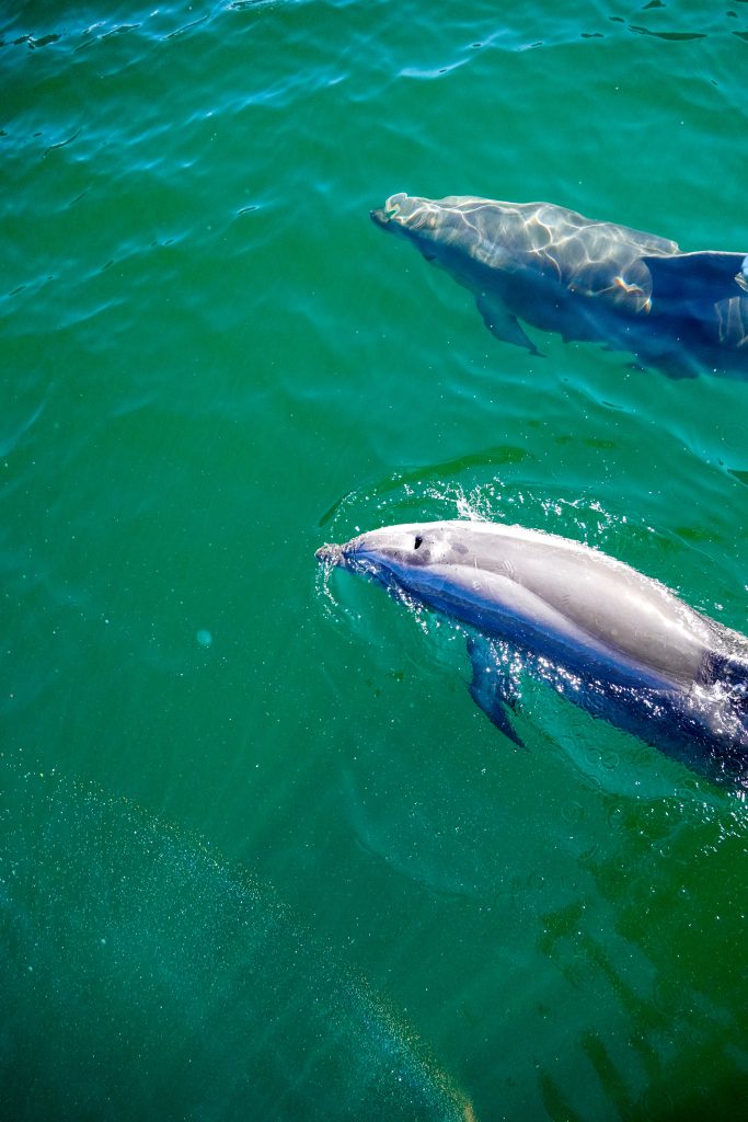 Dolfijnen Milford Sound