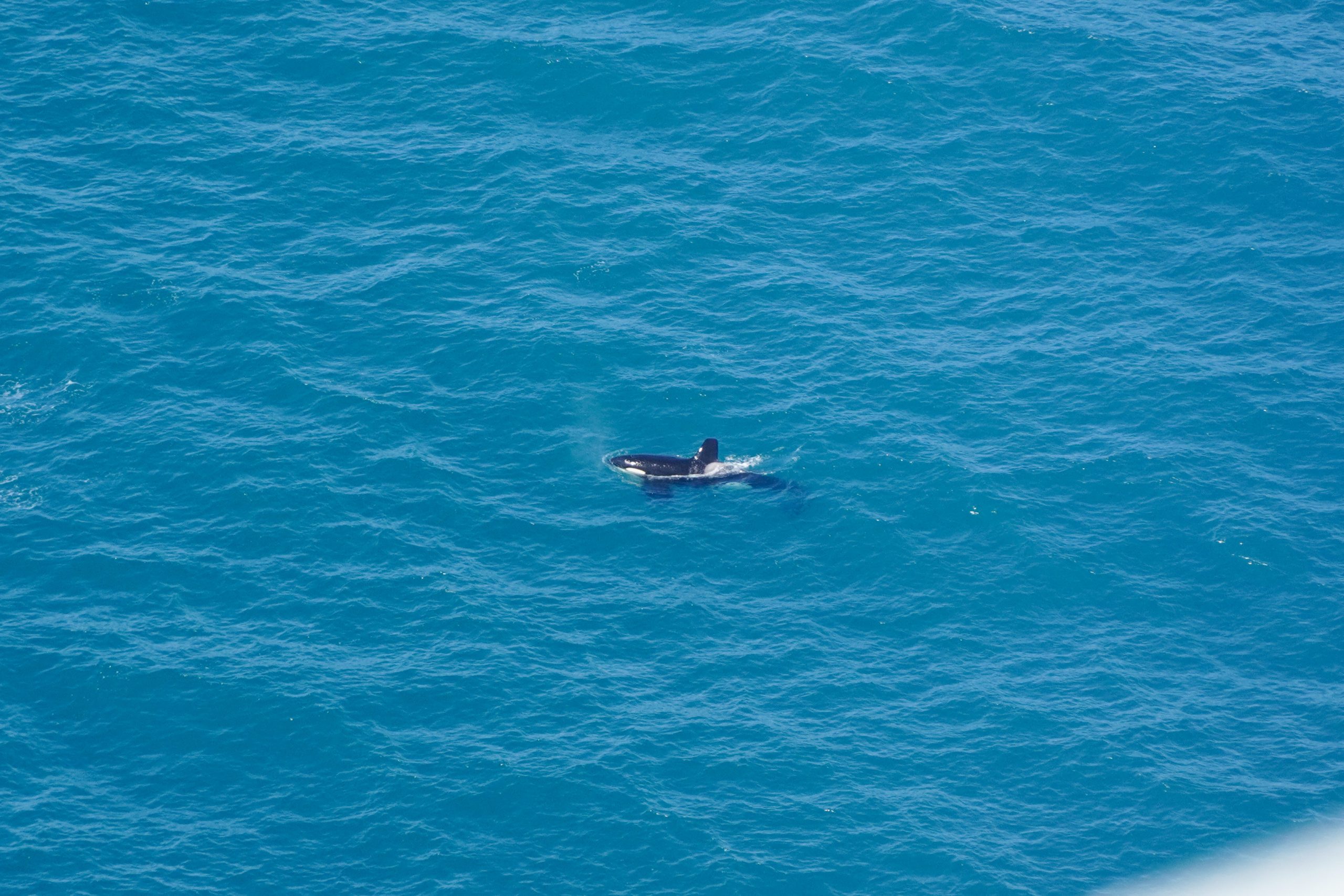 orka Kaikoura Nieuw-Zeeland