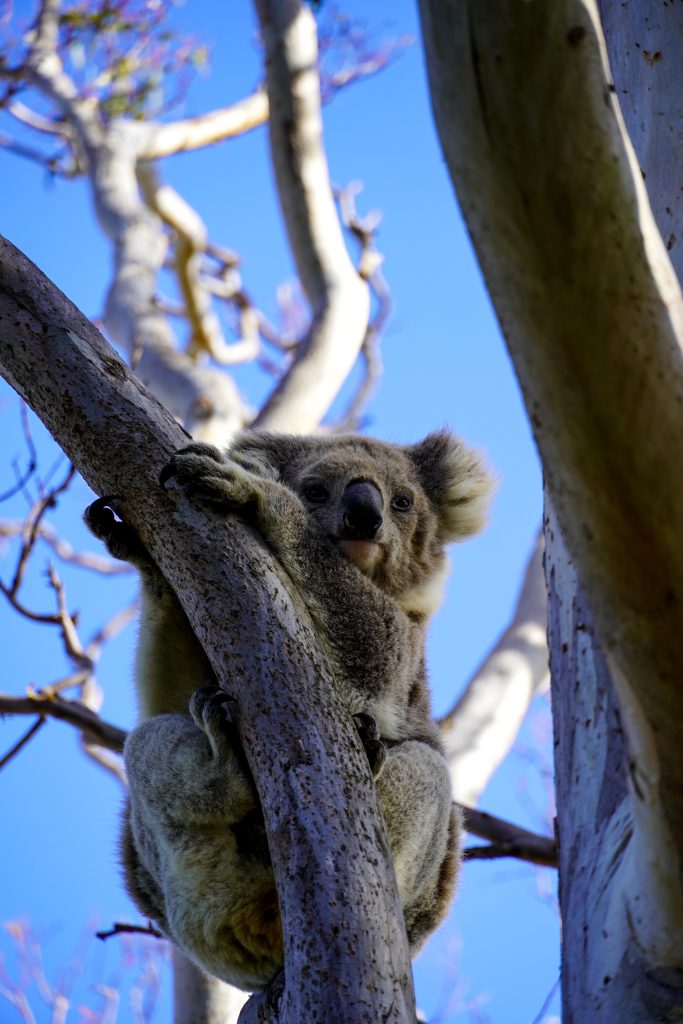 Koala Raymond island, route melbourne naar sydney