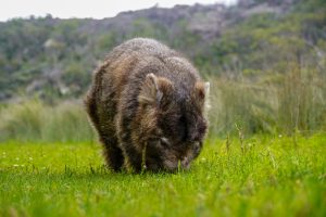 Wombat Wilsons Promontory