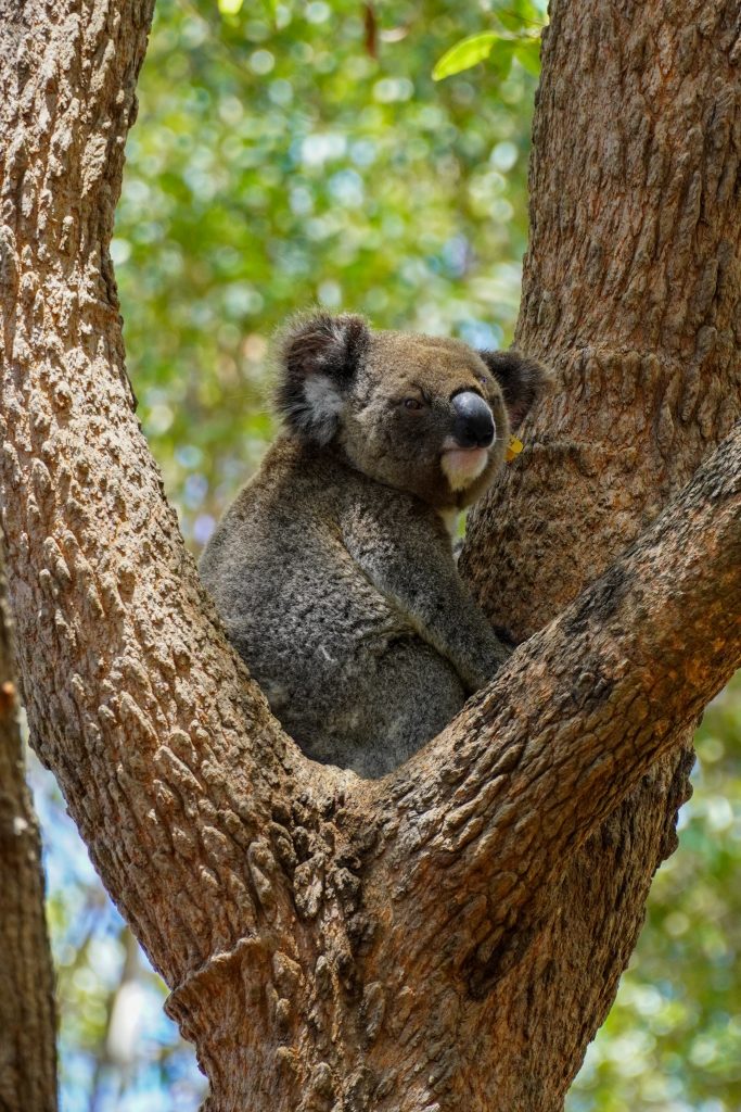 Koalaziekenhuis Port Macquarie