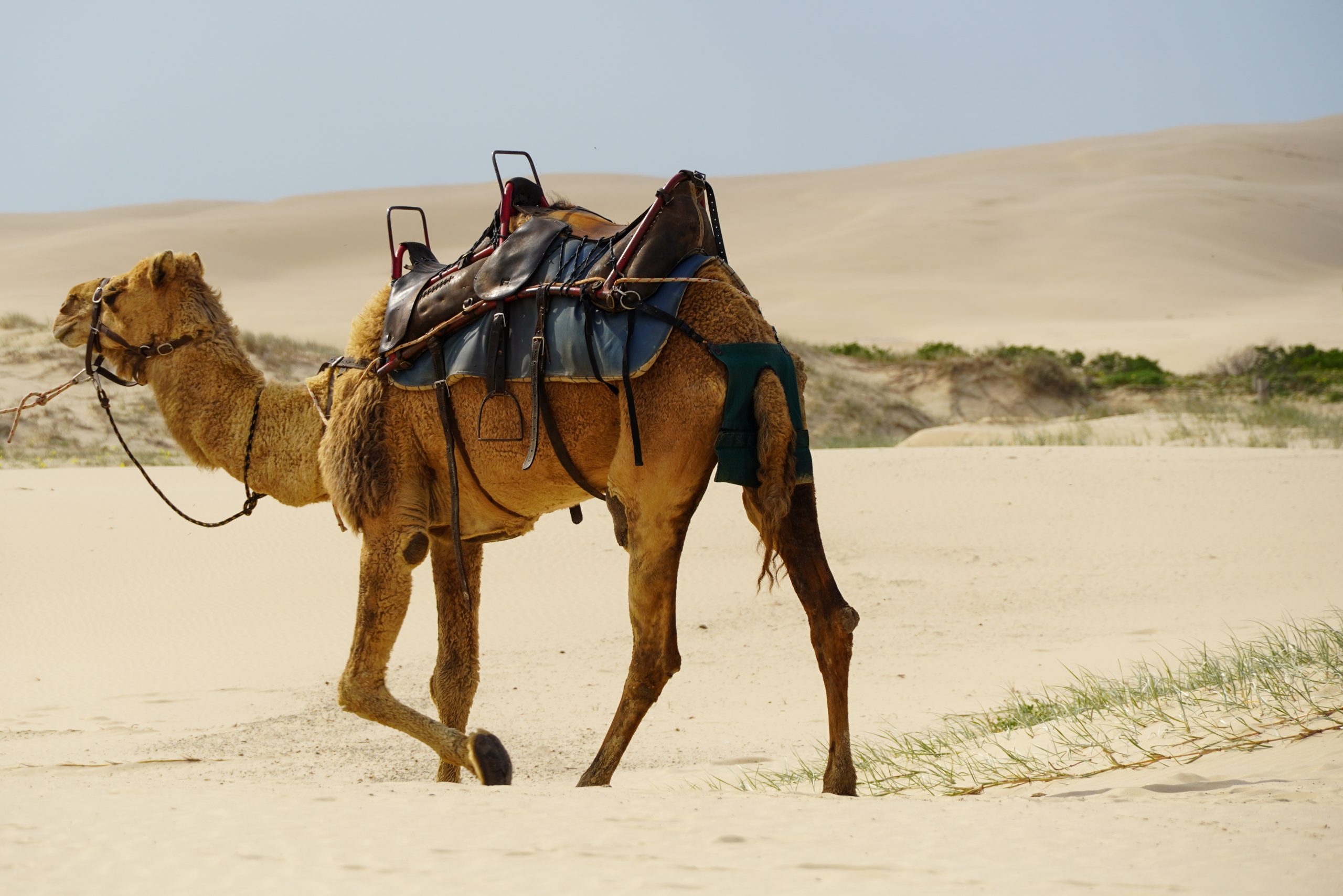worimi kameel zandduinen