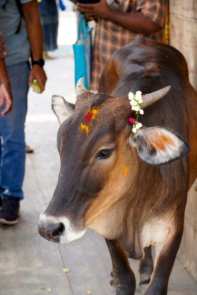 Koe op straat in India