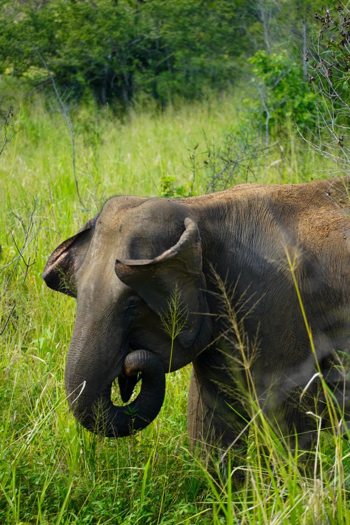 Olifant Hurulu Ecopark Sri Lanka
