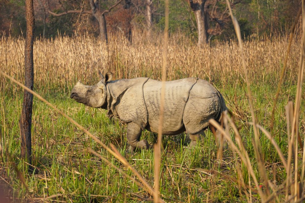 Nijlpaard in Chitwan National Park in Nepal