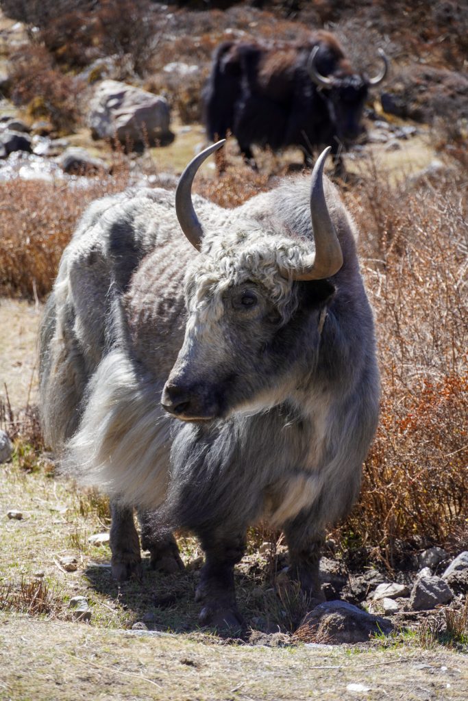 Yak tijdens het Hiken in Nepal