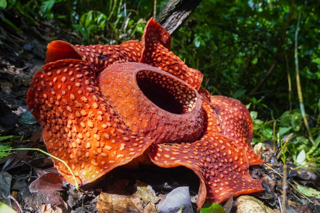 rafflesia arnoldii