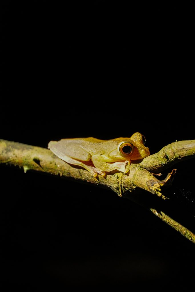 Kinabatangan river cruise, kikker