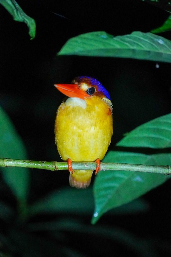 Kinabatangan river cruise, kingfisher