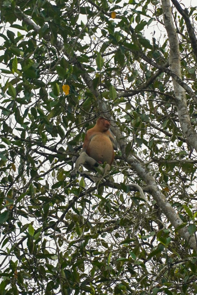 Kinabatangan river cruise, neusaap