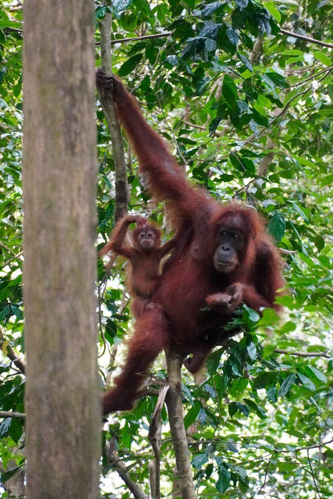 Orang oetan tijdens reisroute in Sumatra