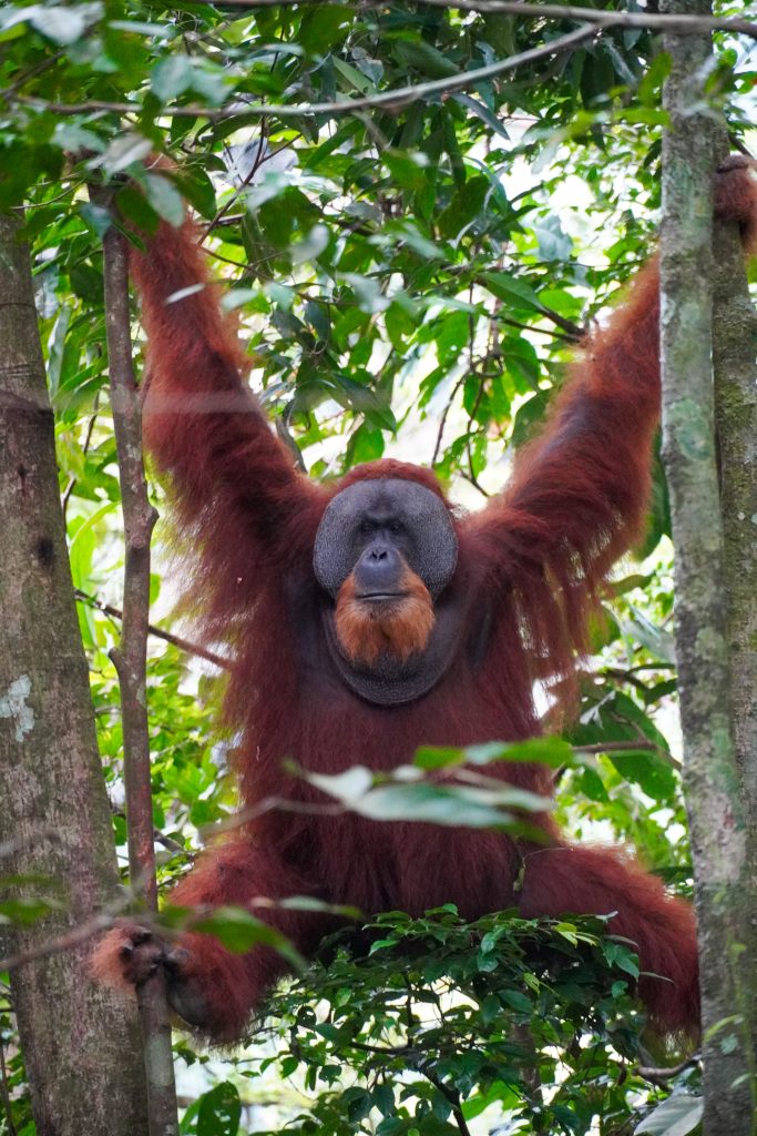 Orang oetan in Sumatra