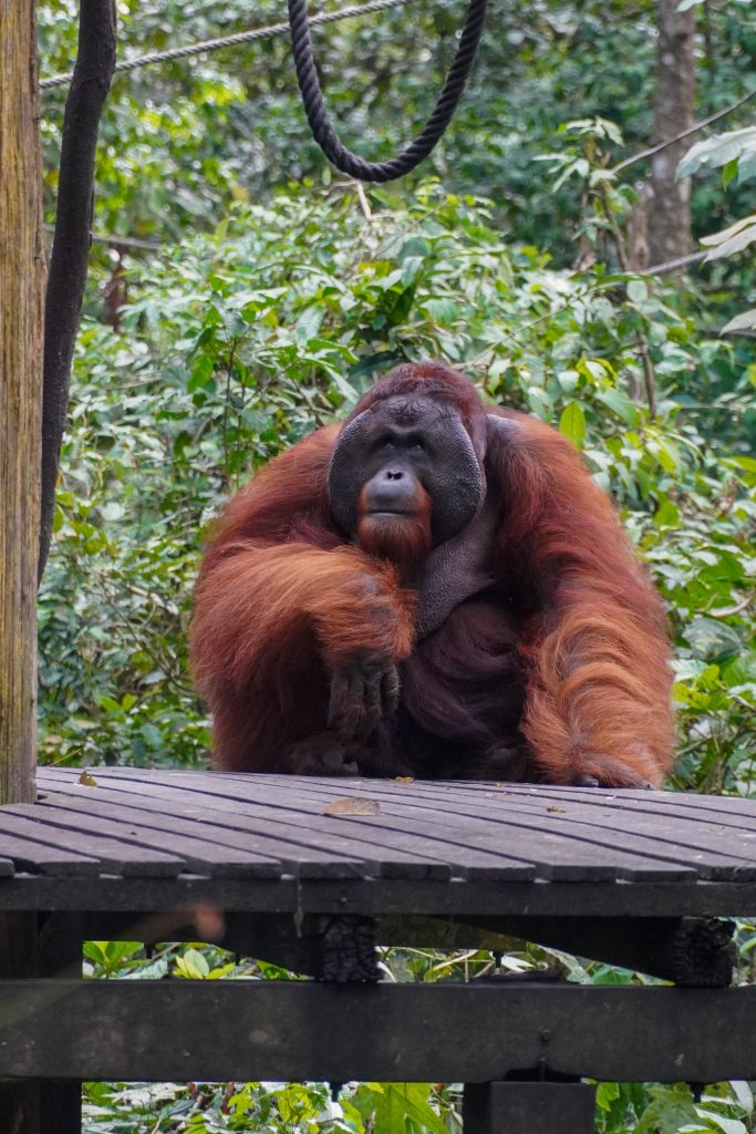 Orang-oetan op Borneo