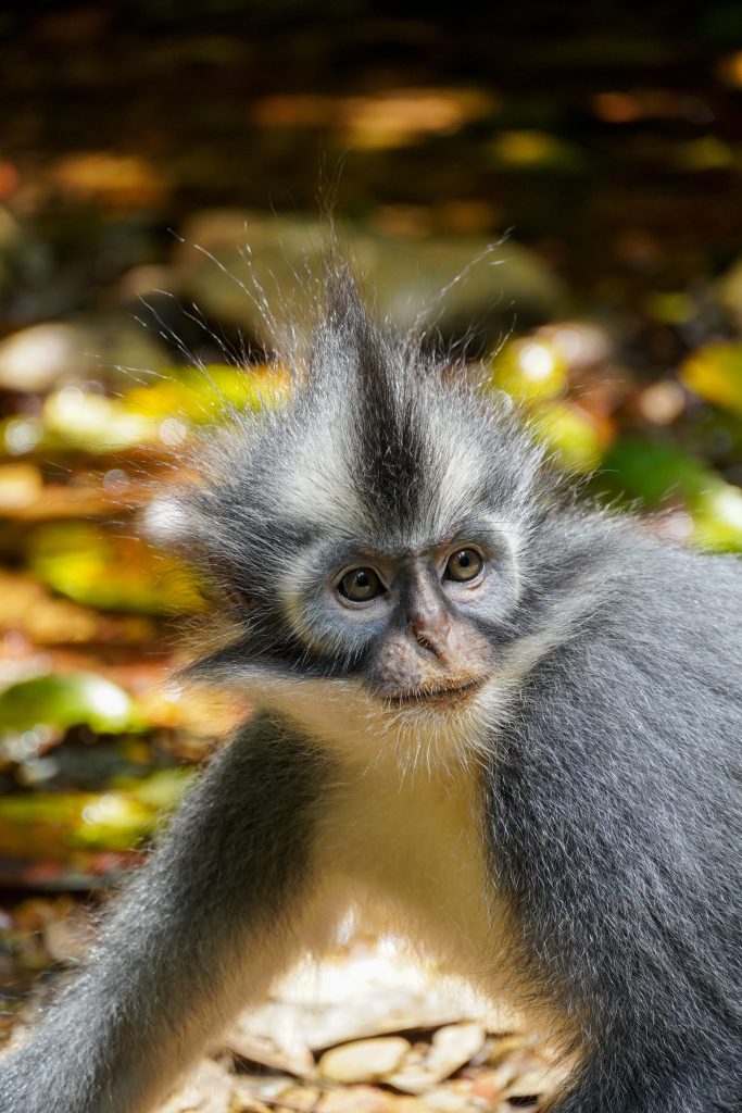 Thomas leaf monkey in Sumatra